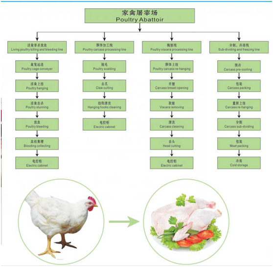 Poultry Slaughtering Processing Line Introduction
